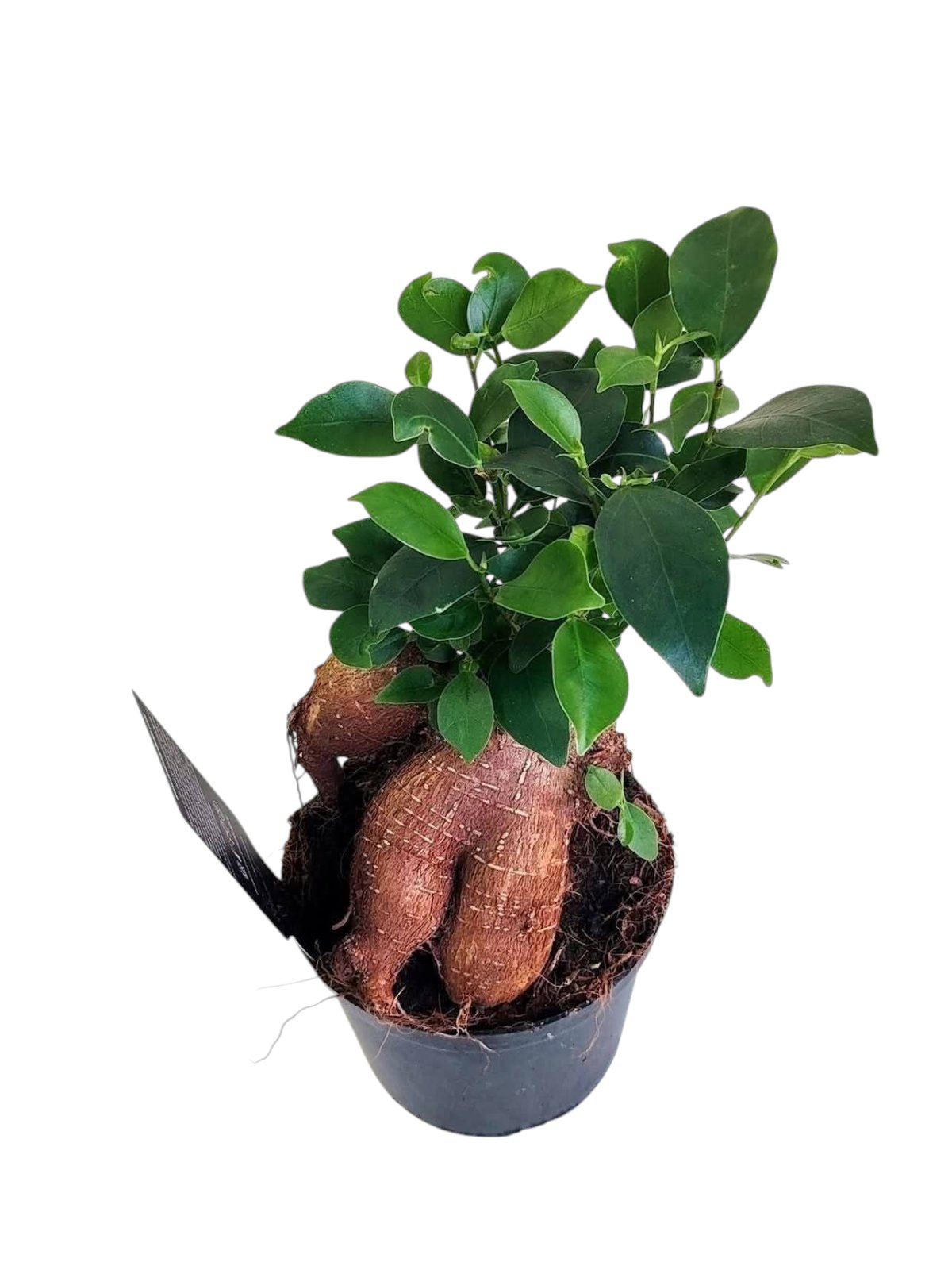 Image Slider