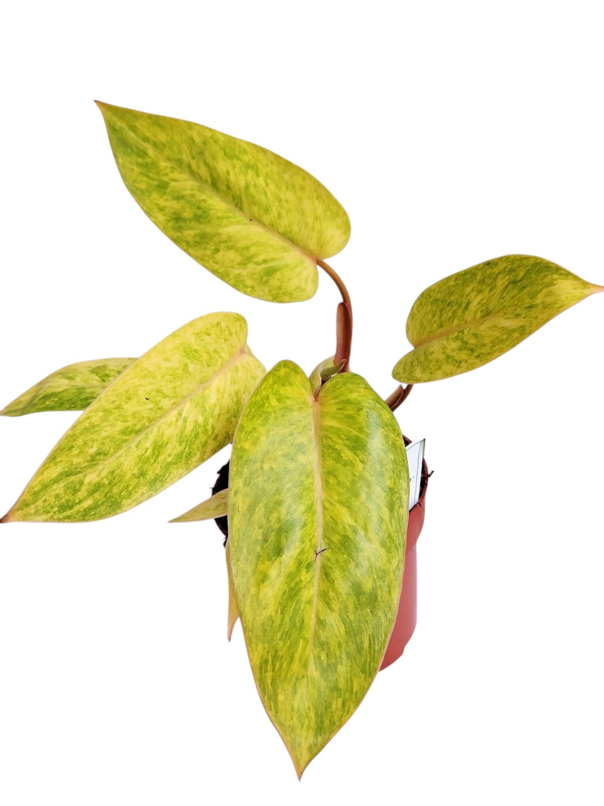 Image Slider