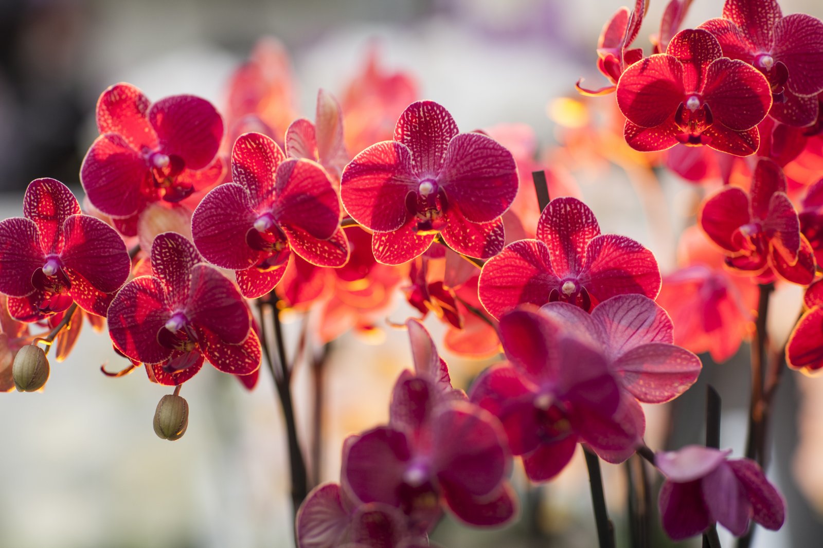 Image Slider