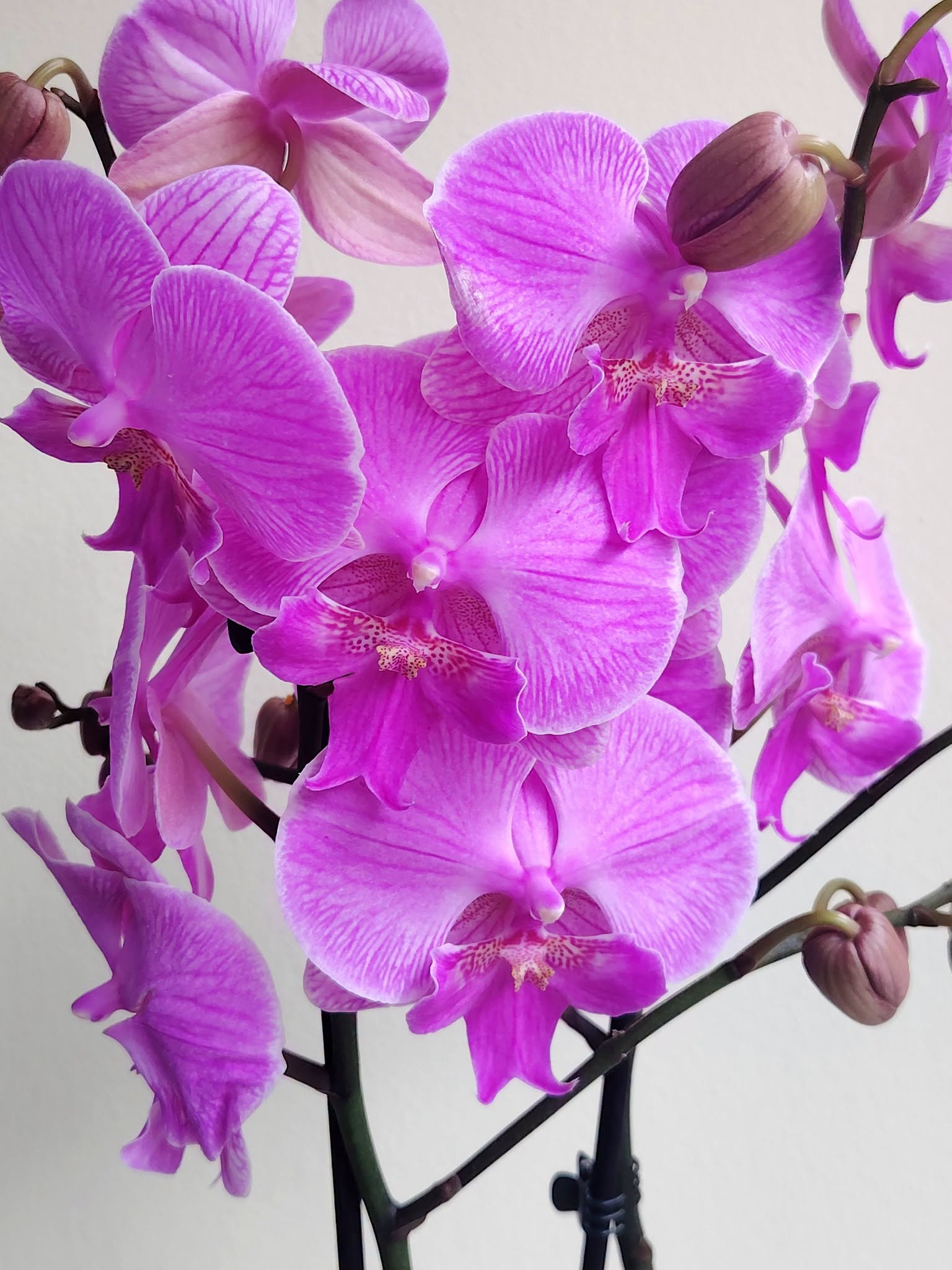 -orhideq-falenopsis-163-2