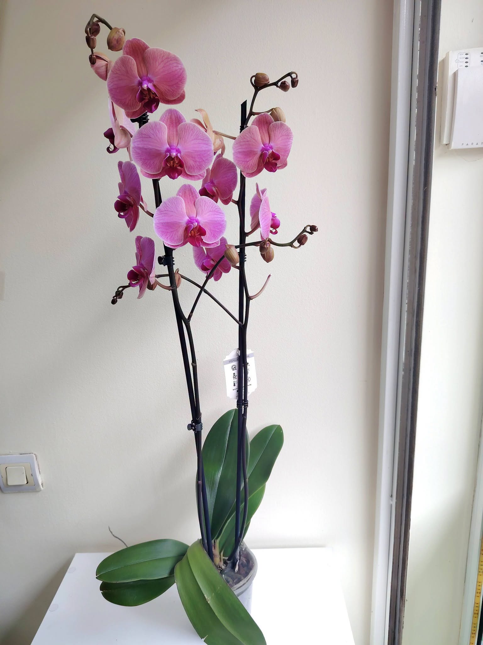 orhideq-falenopsis-163-4-