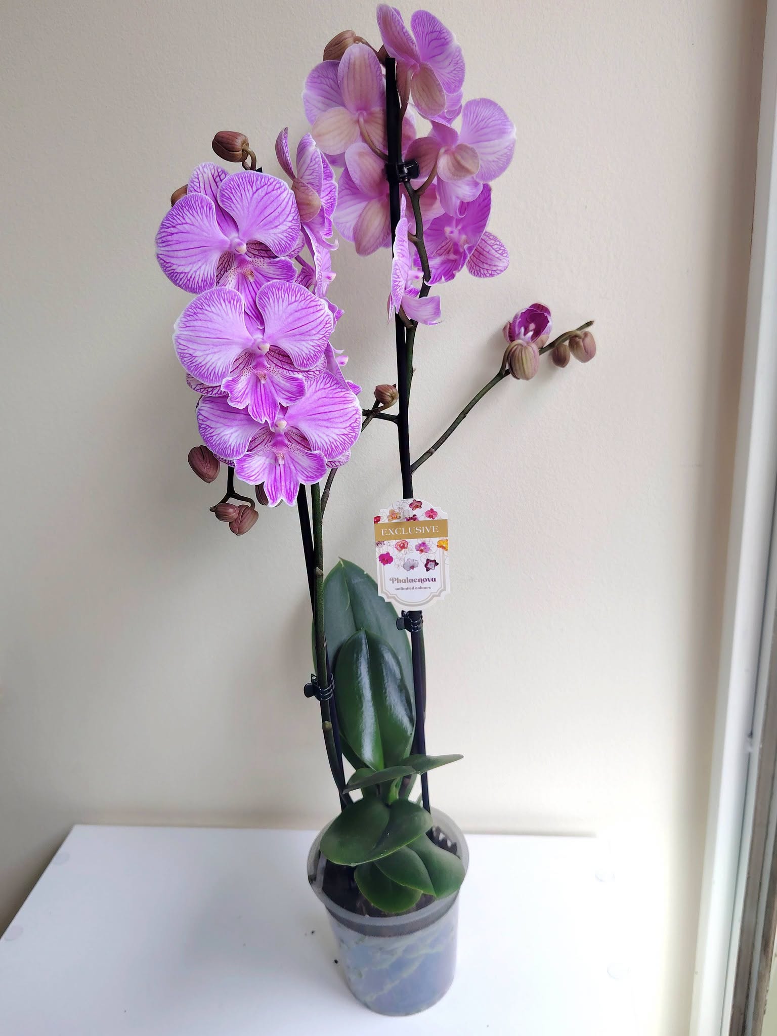 orhideq-falenopsis-163-6-