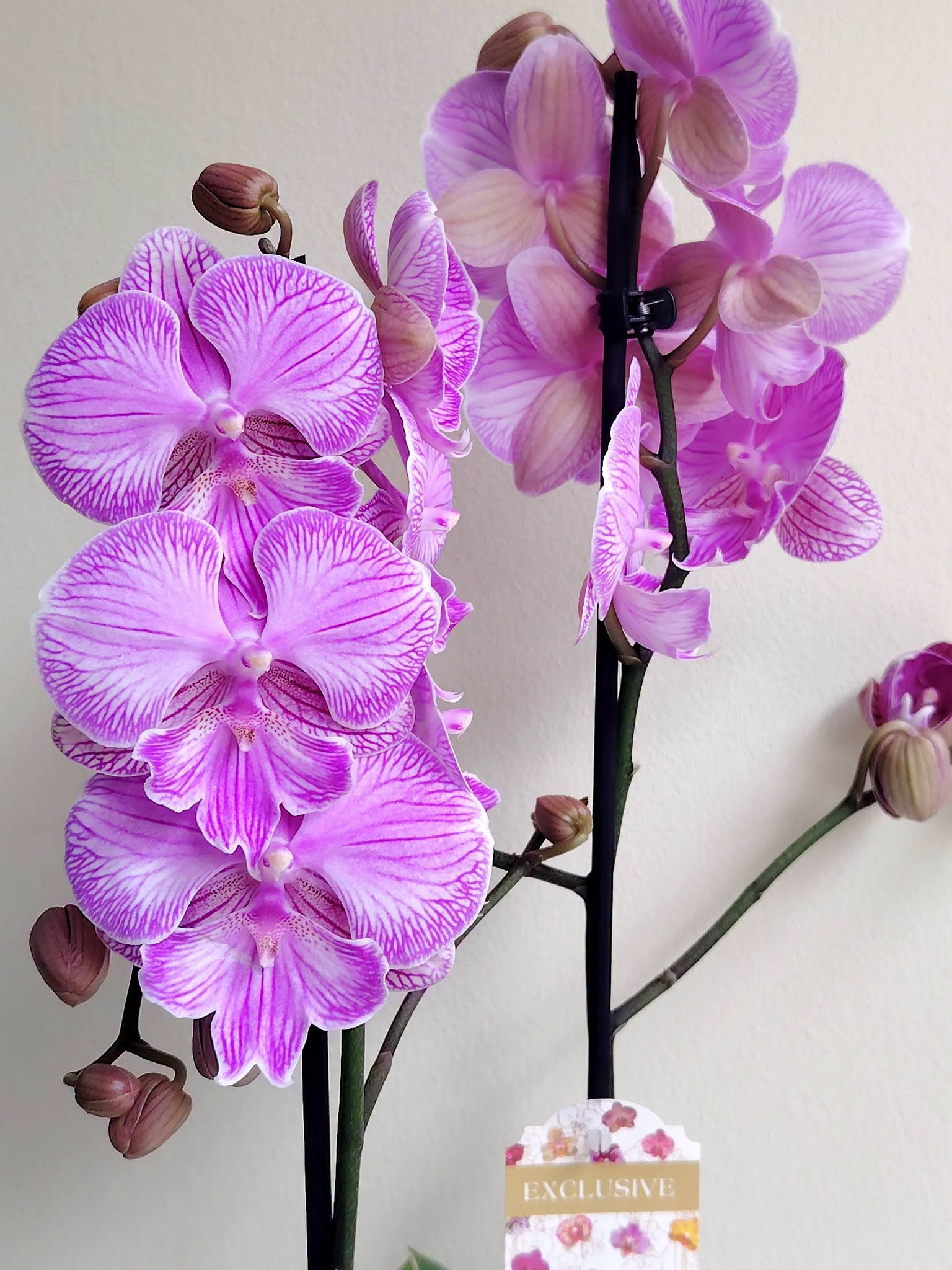 orhideq-falenopsis-163-6