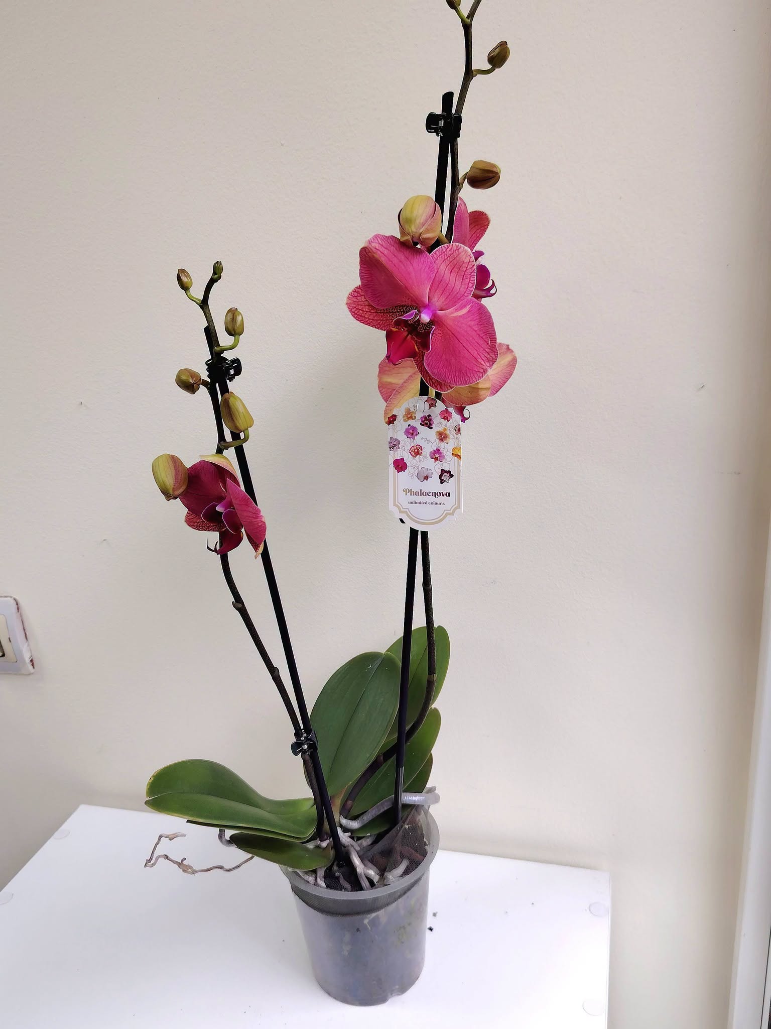 orhideq-falenopsis-141-2-