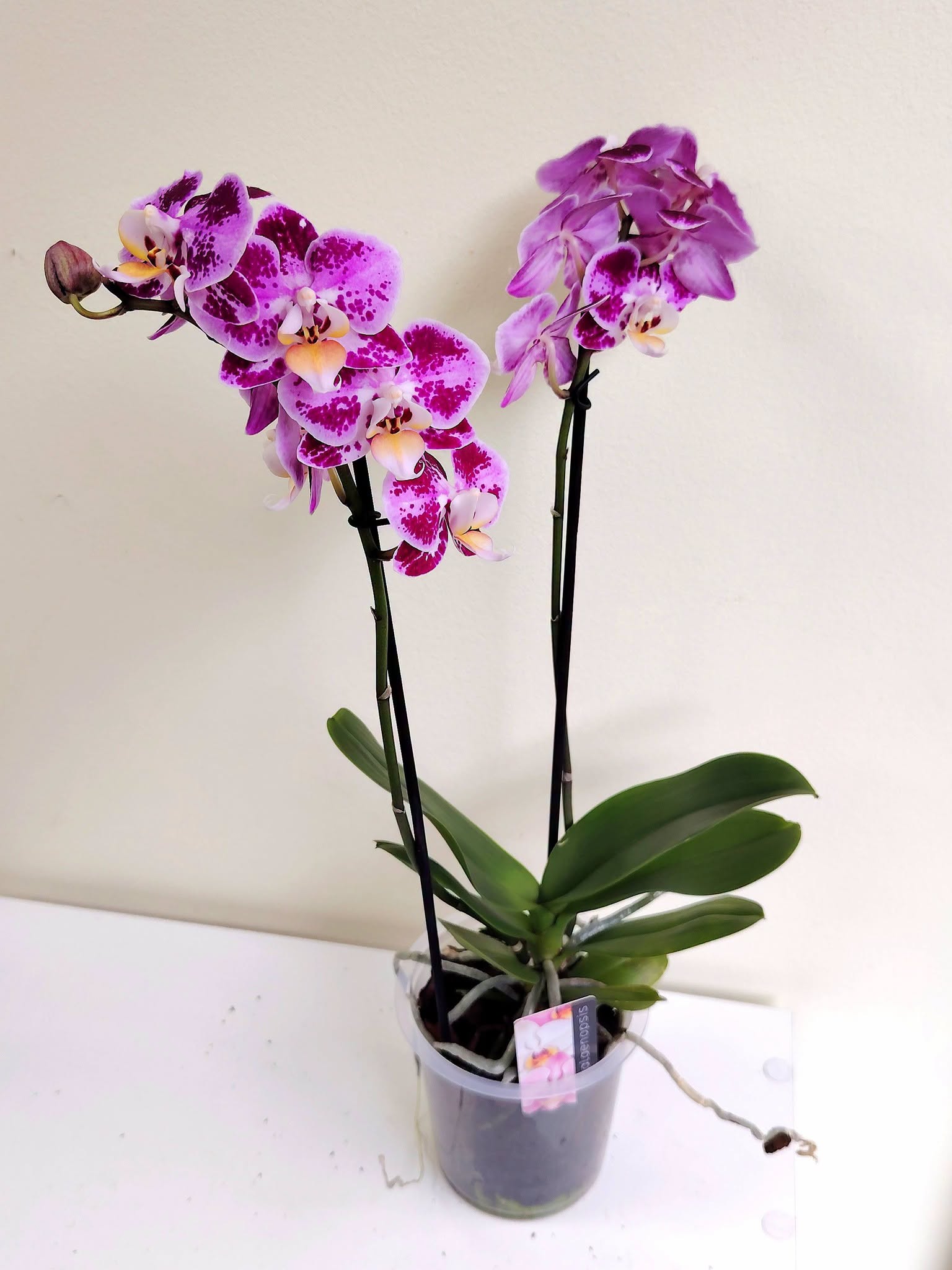 orhideq-falenopsis-41-2-