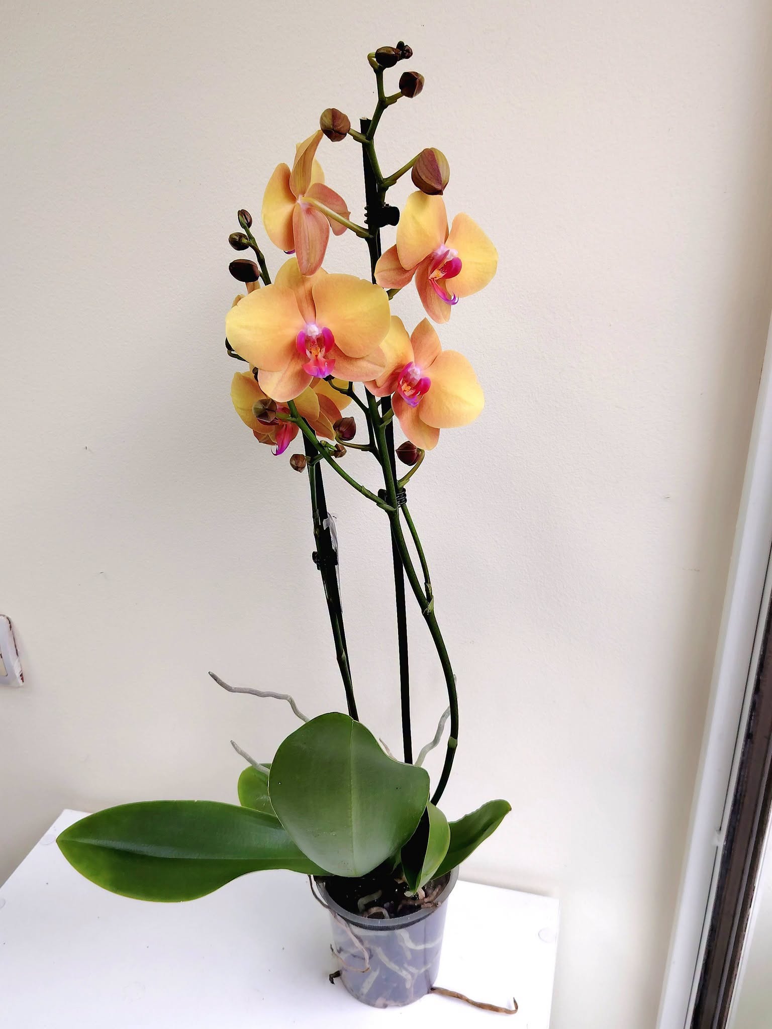 orhideq-falenopsis-66-1