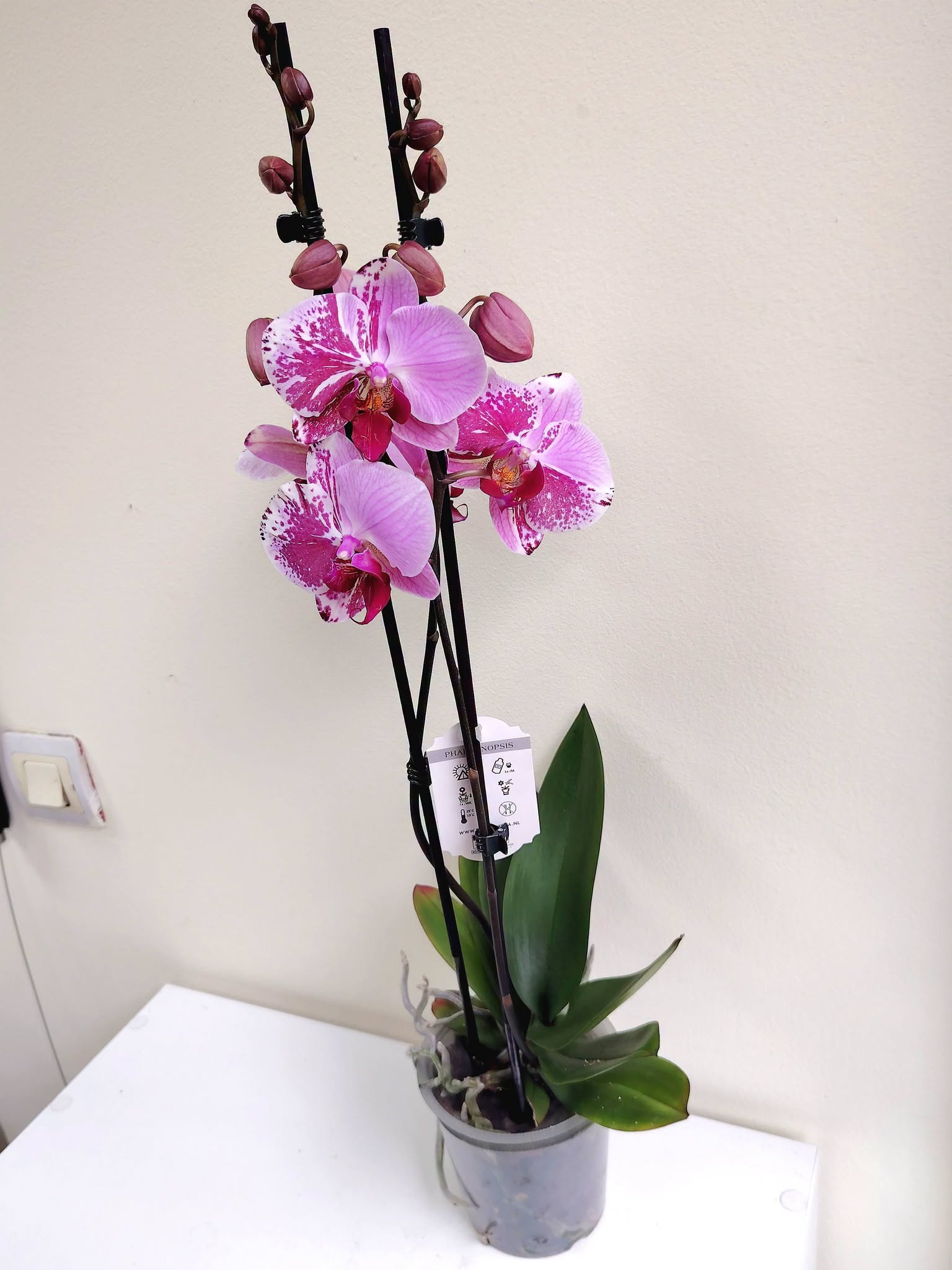 orhideq-falenopsis-66-10-