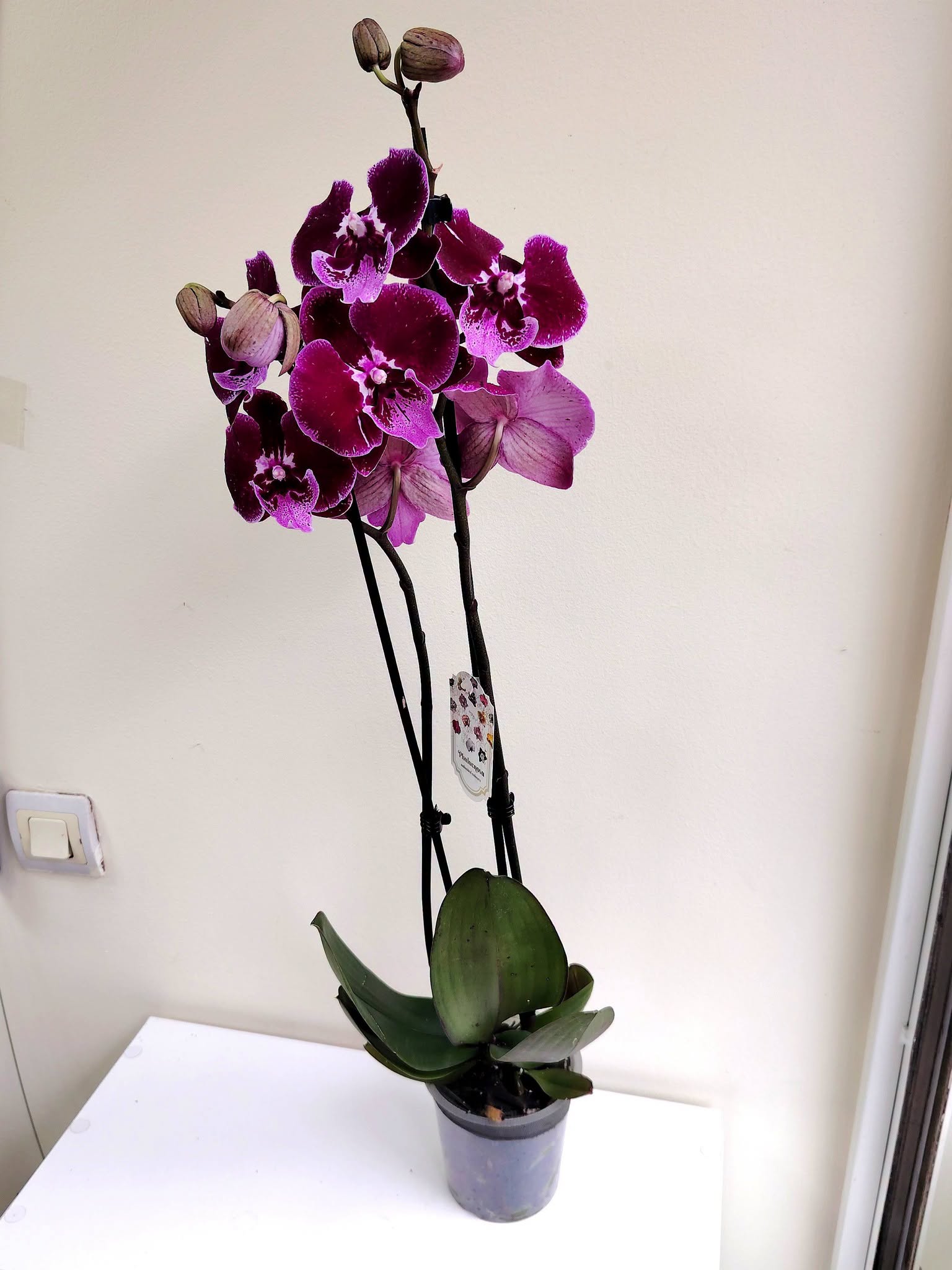orhideq-falenopsis-66-2