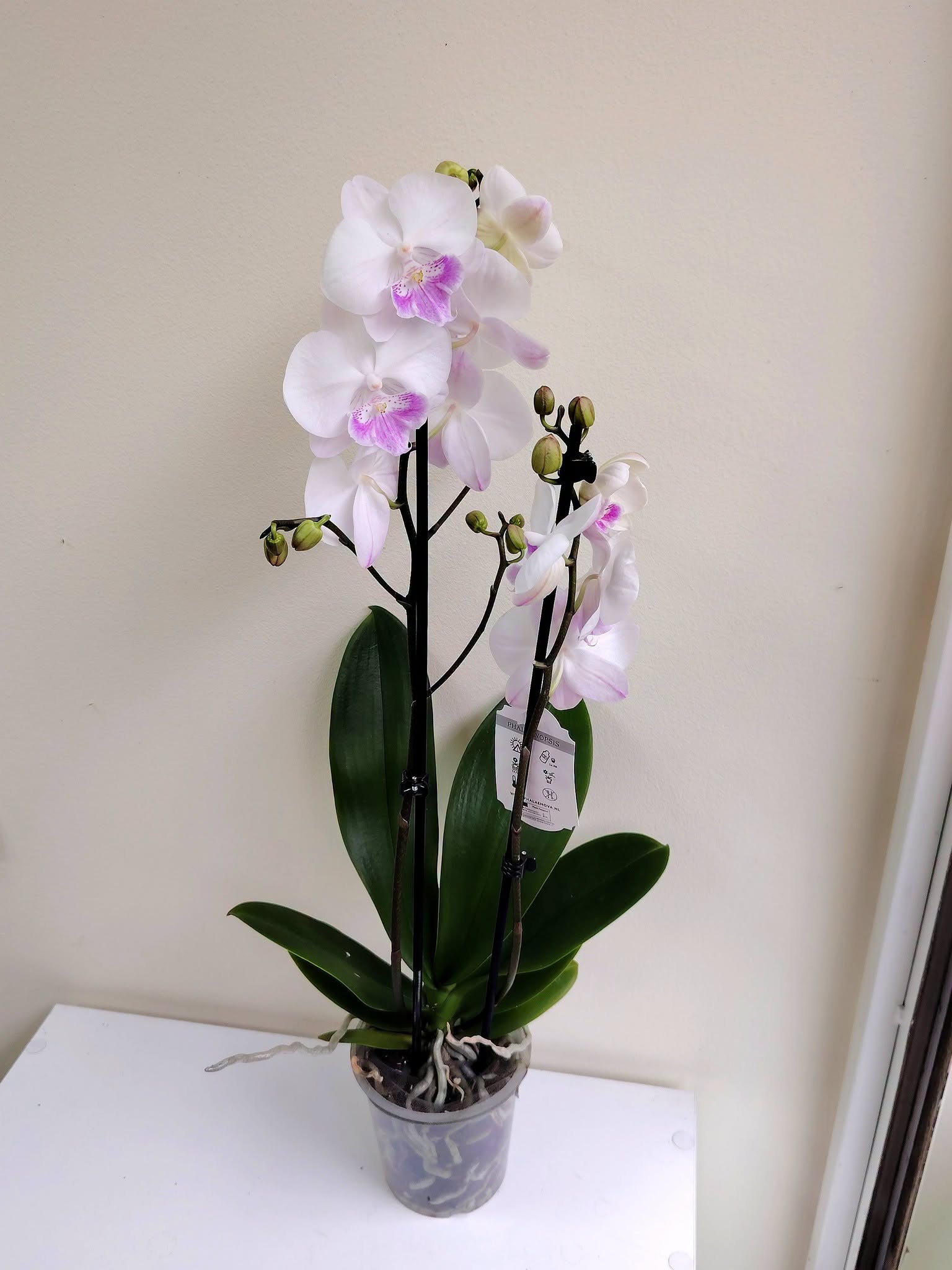 orhideq-falenopsis-66-3-