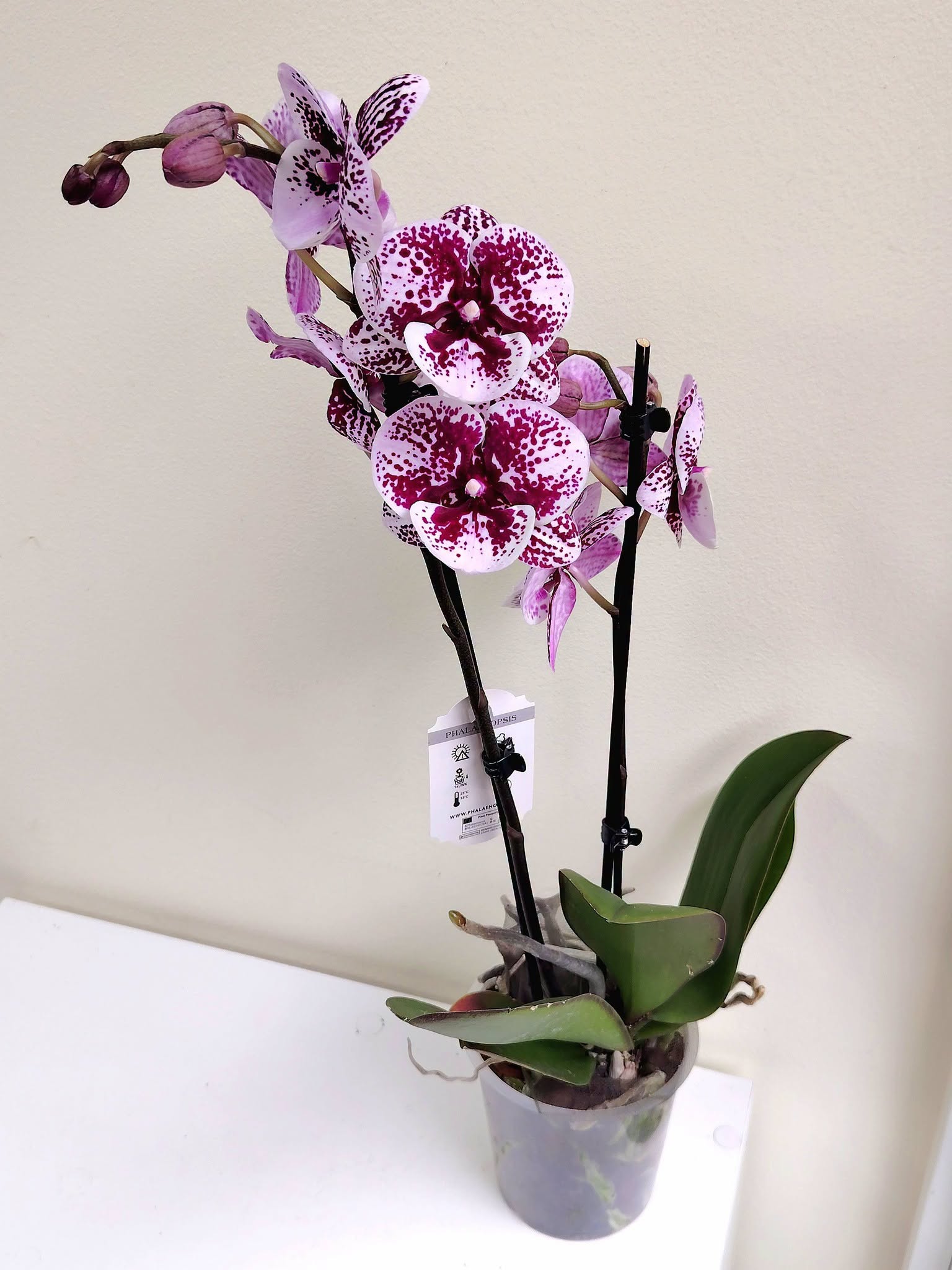 orhideq-falenopsis-66-6-