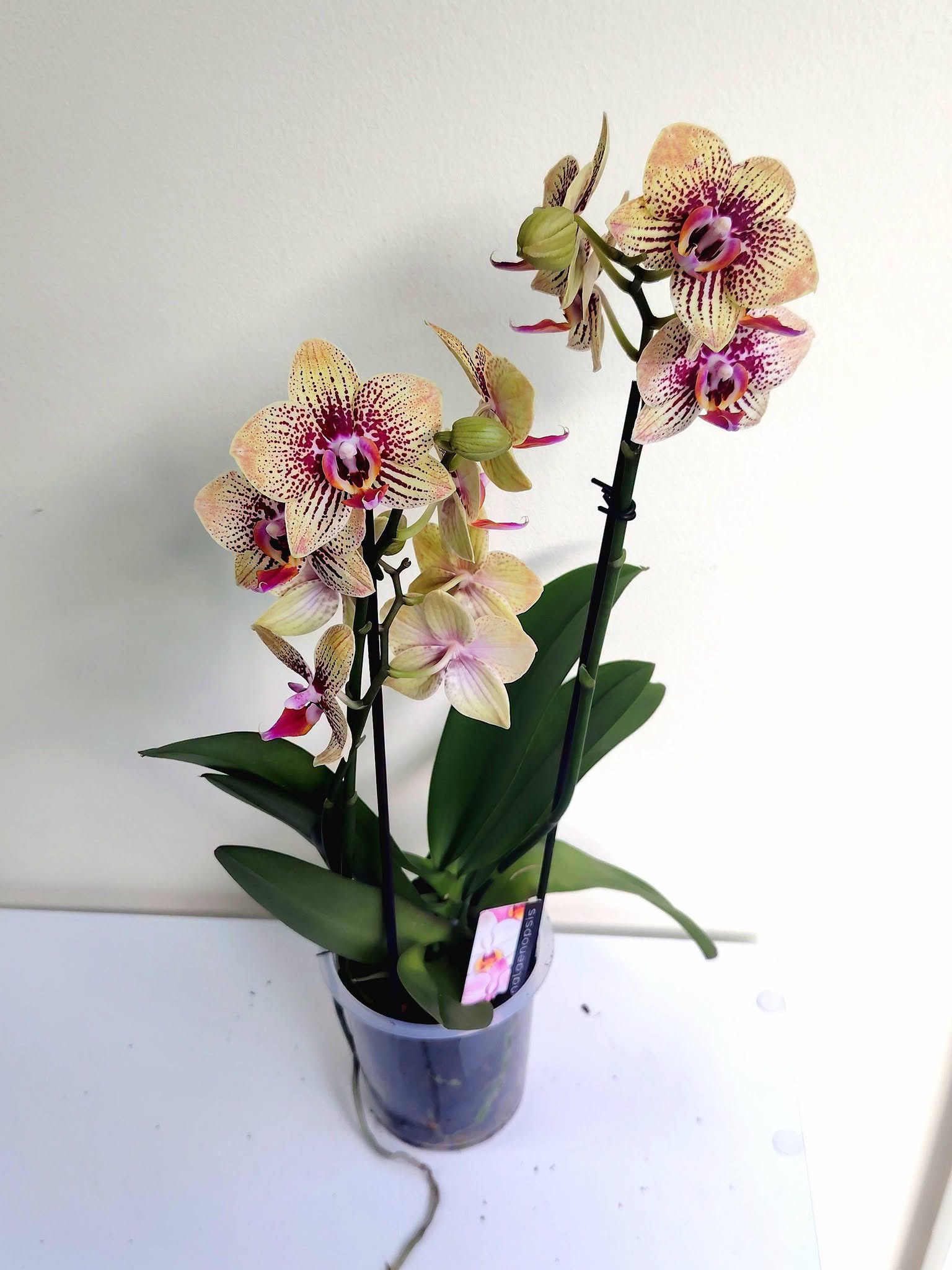 orhideq-falenopsis-charmer-
