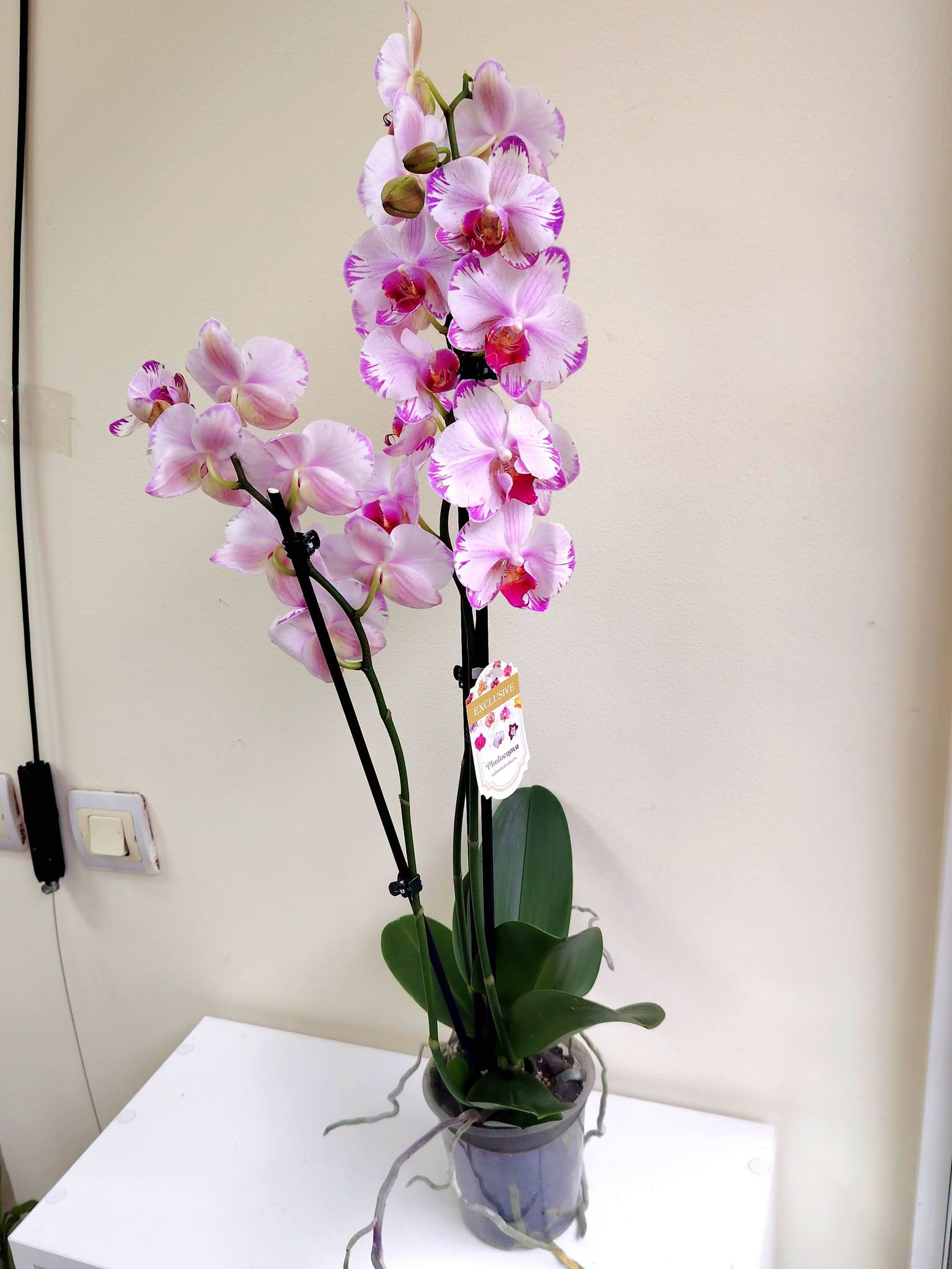 orhideq-falenopsis-toshi-